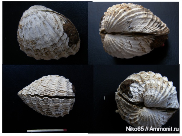 неоген, двустворчатые моллюски, плиоцен, Limnocardium, Керченский железорудный бассейн