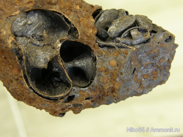 моллюски, брюхоногие моллюски, беспозвоночные, Viviparus, Керченский железорудный бассейн