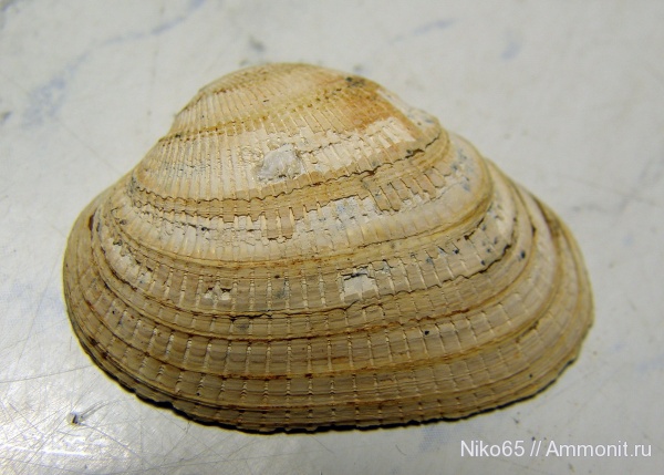 неоген, двустворчатые моллюски, плиоцен, Керченский железорудный бассейн