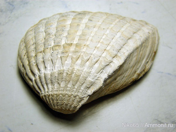 неоген, двустворчатые моллюски, плиоцен, Cardiidae, didacna, Didacna crassatellata, Керченский железорудный бассейн