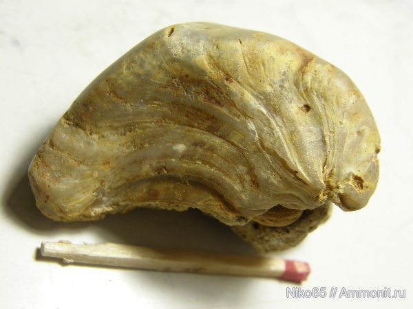 моллюски, двустворчатые моллюски, беспозвоночные, Крым, Exogyra, Белая Скала