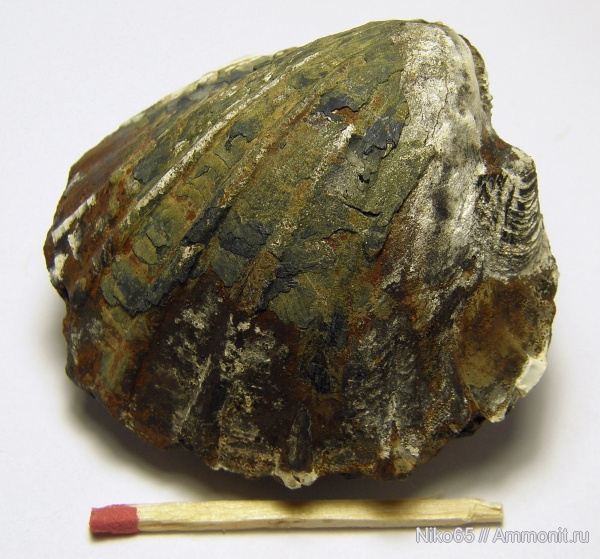 неоген, двустворчатые моллюски, плиоцен, Limnocardium, Керченский железорудный бассейн