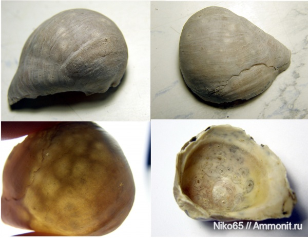 маастрихт, Крым, Pycnodonte, Белая Скала, Maastrichtian