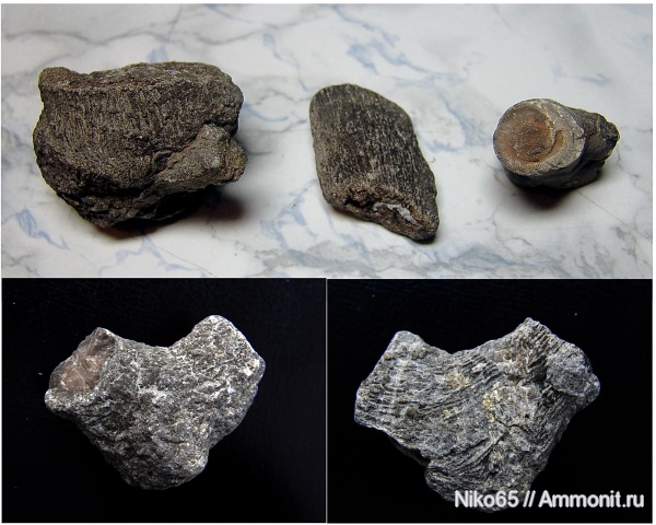 кораллы, кишечнополостные, Крым, Scleractinia, Новый Свет