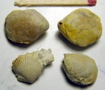 Брахиоподы отряда Terebratulida, Симферополь