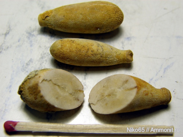 морские ежи, иглокожие, беспозвоночные, Крым, готерив, Симферополь, нижний готерив