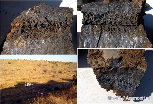 неоген, рыбы, позвоночные, кайнозойская эра, Крым, Керченский железорудный бассейн, fish