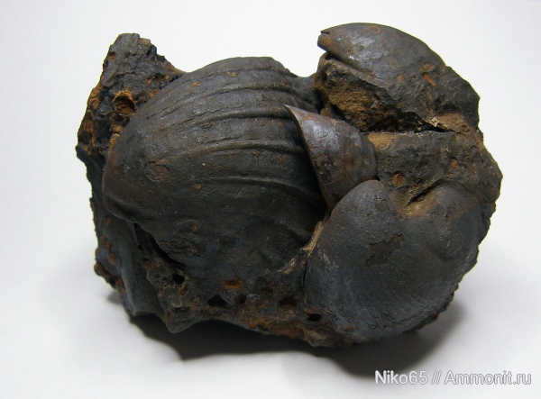 неоген, двустворчатые моллюски, плиоцен, Limnocardium, Керченский железорудный бассейн