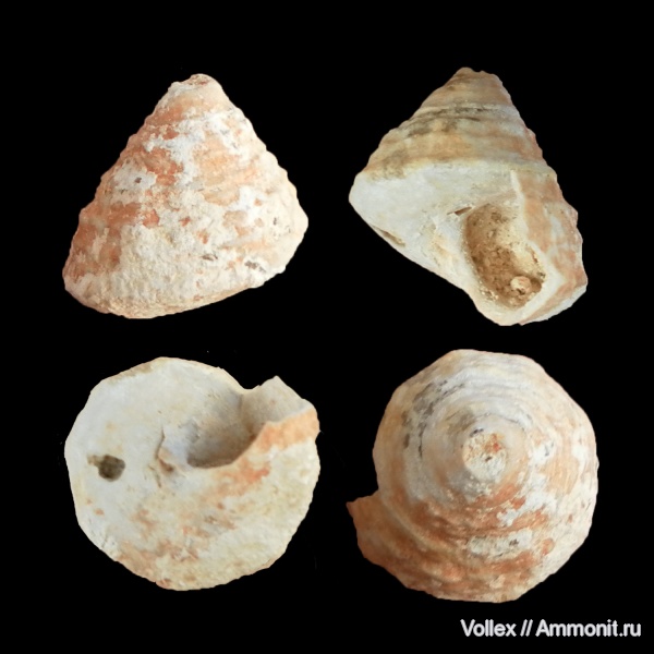 гастроподы, неоген, брюхоногие моллюски, Крым, Trochidae, Севастополь