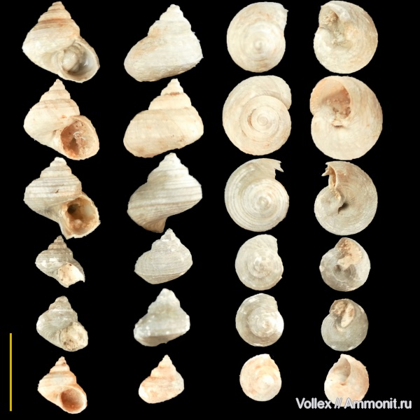 гастроподы, неоген, брюхоногие моллюски, Крым, Trochidae, Trochus, Севастополь
