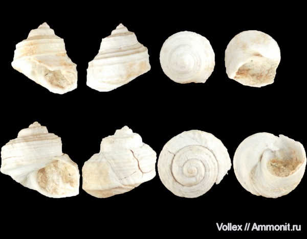 гастроподы, неоген, брюхоногие моллюски, Крым, Trochus cordierianus, Trochidae, Trochus, Севастополь, Trochus sarmates