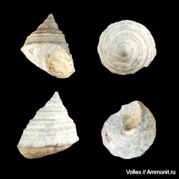 гастроподы, неоген, брюхоногие моллюски, Крым, Trochus, Севастополь