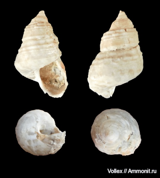 гастроподы, неоген, брюхоногие моллюски, Крым, Trochidae, Севастополь