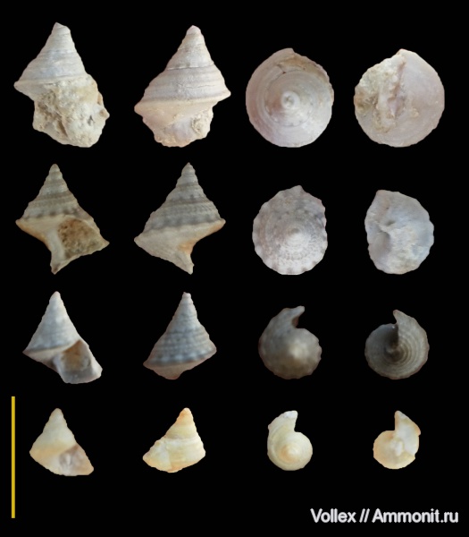 гастроподы, неоген, брюхоногие моллюски, Крым, Trochidae, Trochus, Севастополь