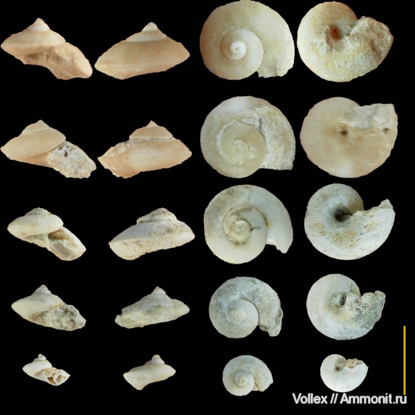 гастроподы, неоген, брюхоногие моллюски, Крым, Trochidae, Севастополь, Trochus blainvillei