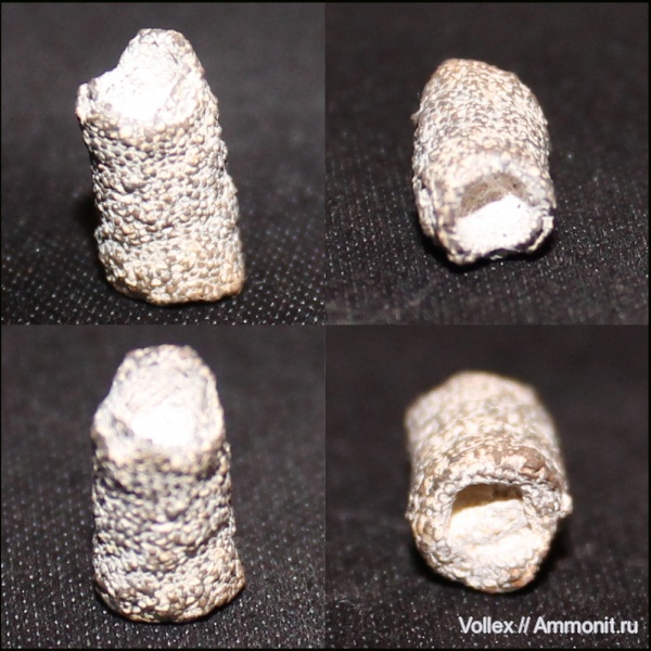 неоген, Крым, ихнофоссилии, Севастополь