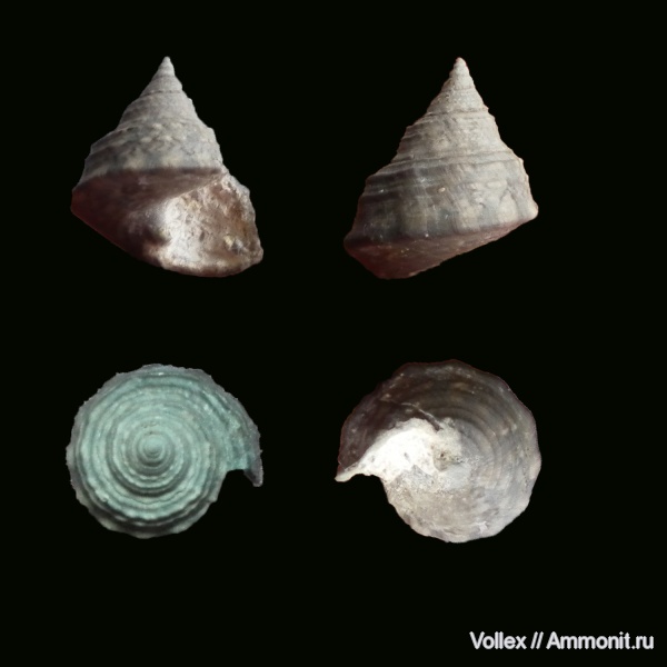 гастроподы, неоген, брюхоногие моллюски, Крым, Trochidae, Севастополь