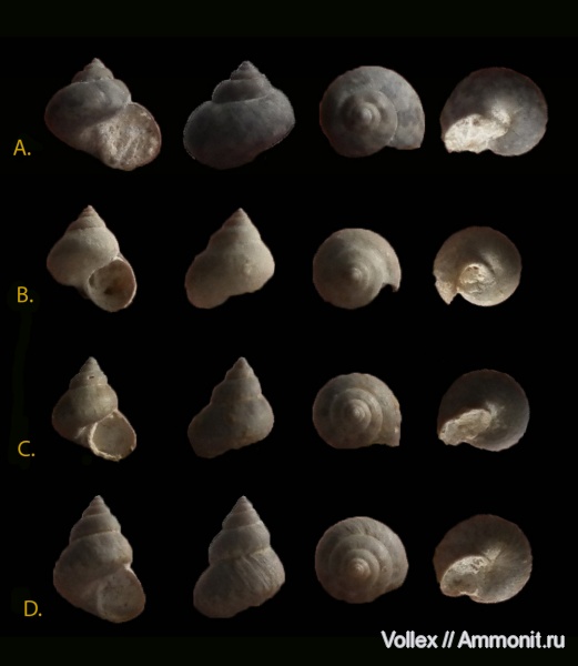 гастроподы, неоген, брюхоногие моллюски, прижизненная окраска, Крым, Trochidae, Севастополь