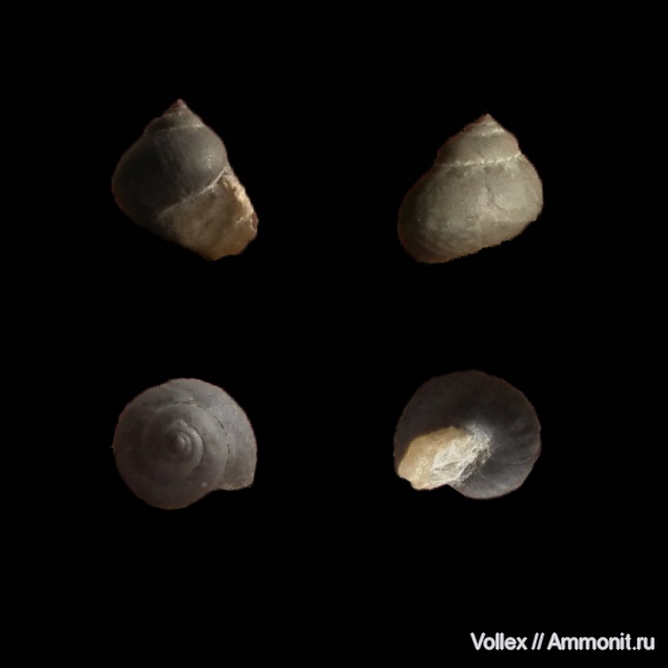 гастроподы, неоген, брюхоногие моллюски, прижизненная окраска, Крым, Trochidae, Севастополь