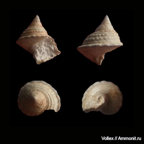 гастроподы, неоген, брюхоногие моллюски, Крым, Gibbula, Trochidae, Севастополь