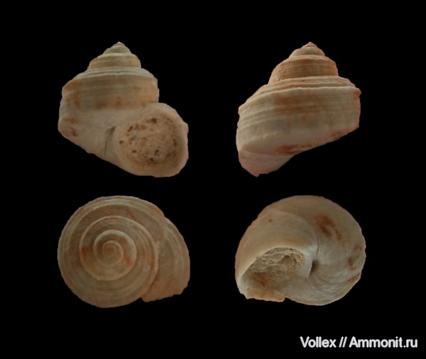 гастроподы, неоген, брюхоногие моллюски, Крым, Trochidae, Trochus, Севастополь