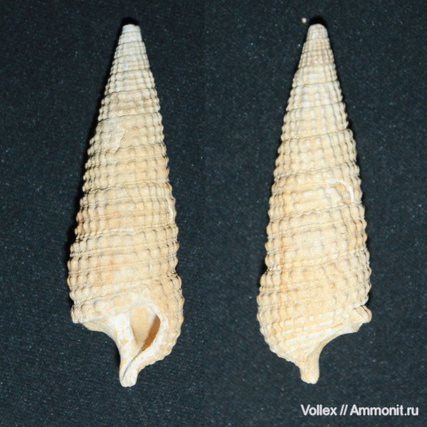 Cerithium, Днепропетровск, Gastropoda, Рыбальский карьер, мандрыковские слои, верхний эоцен, приабон, Cerithiidae, Cerithium dnjeprovense, Upper Eocene
