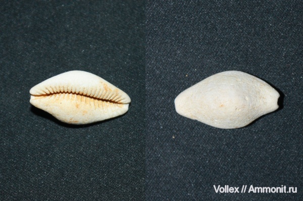 Cypraea, Gastropoda, Рыбальский карьер, мандрыковские слои, верхний эоцен, приабон, Oxycypraea delphinoides, Oxycypraea, Upper Eocene