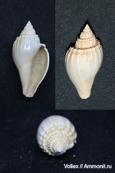 Днепропетровск, Gastropoda, Рыбальский карьер, мандрыковские слои, верхний эоцен, приабон, Upper Eocene, athleta suturalis