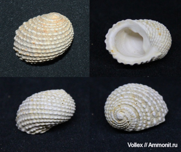 Neritopsis, Днепропетровск, Gastropoda, Рыбальский карьер, мандрыковские слои, верхний эоцен, приабон, Neritopsidae, Upper Eocene