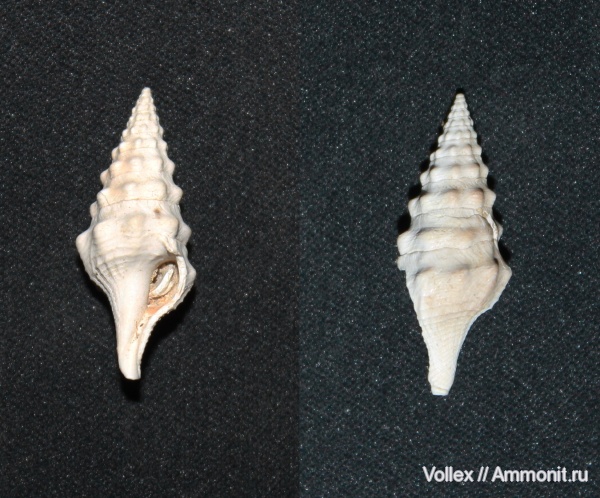 Clavatula, Днепропетровск, Gastropoda, Рыбальский карьер, мандрыковские слои, верхний эоцен, приабон, Clavatula semilaevis, Upper Eocene