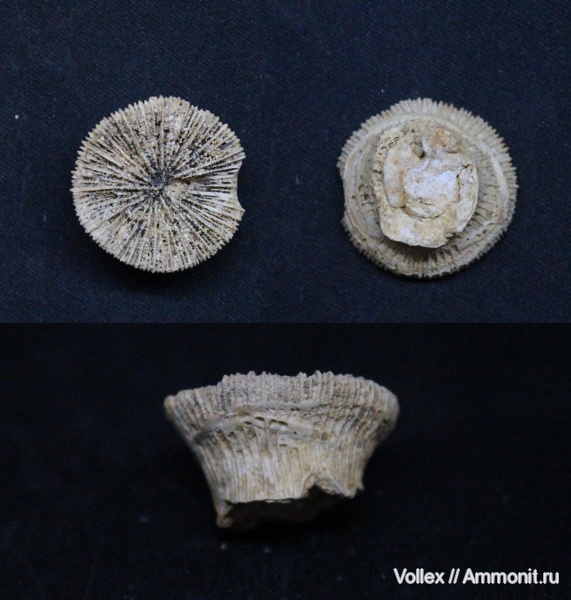 Днепропетровск, Рыбальский карьер, мандрыковские слои, верхний эоцен, приабон, Trochosmilia corniculum, Trochosmilia, Upper Eocene