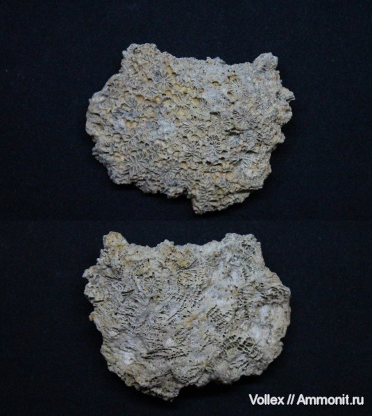 Днепропетровск, Рыбальский карьер, мандрыковские слои, верхний эоцен, приабон, Scleractinia, Favia, Favia dalmatina, Upper Eocene