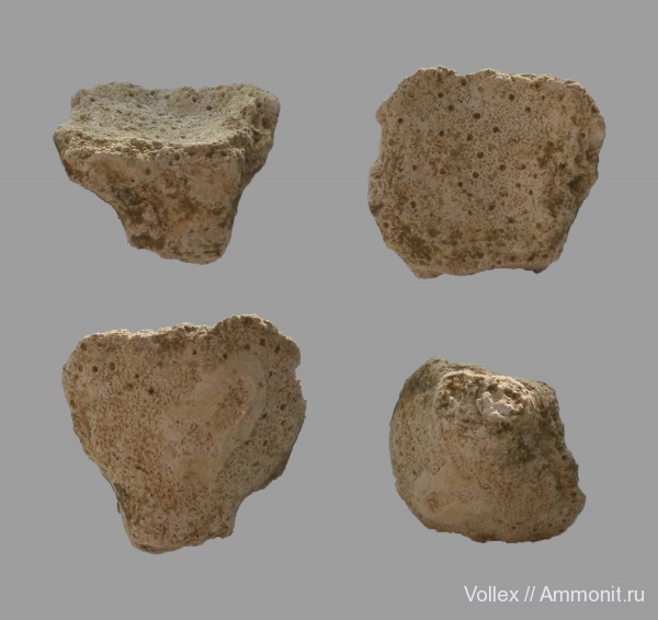 Днепропетровск, Рыбальский карьер, мандрыковские слои, верхний эоцен, приабон, Montipora, Montipora migatschevae, Upper Eocene