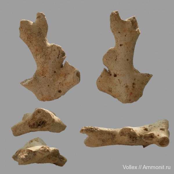 Днепропетровск, Рыбальский карьер, мандрыковские слои, верхний эоцен, приабон, Lobopsammia, Lobopsammia cariosa, Dendrophylliidae, Upper Eocene