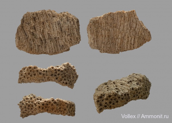 Днепропетровск, Рыбальский карьер, мандрыковские слои, верхний эоцен, приабон, Astraeopora, Astraeopora sphaeroidalis, Upper Eocene