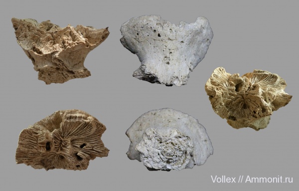 Днепропетровск, Рыбальский карьер, мандрыковские слои, верхний эоцен, приабон, Cyanthoseris, Upper Eocene
