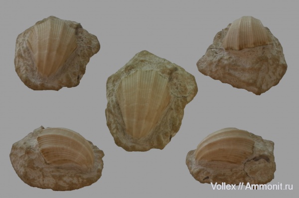 двустворки, Крым, Neithea, Инкерман, Neithea striatocostata, Севастополь, Neitheidae