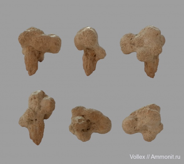 Днепропетровск, Рыбальский карьер, мандрыковские слои, верхний эоцен, приабон, Scleractinia, Upper Eocene