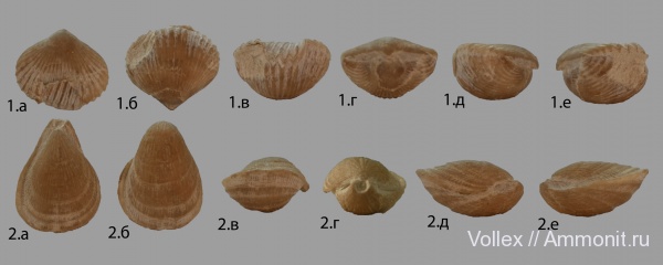 брахиоподы, Крым, Инкерман, Septatoechia inflata, Bisulcina, Septatoechia