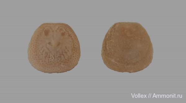 брахиоподы, Крым, Danocrania tuberculata, Craniida, Danocrania, Инкерман