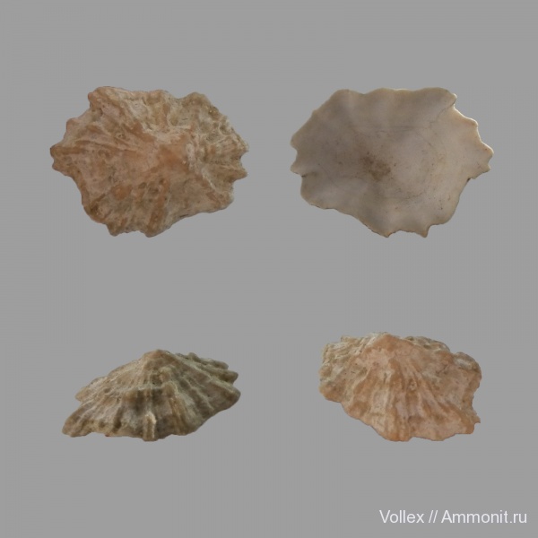 Днепропетровск, Рыбальский карьер, мандрыковские слои, верхний эоцен, приабон, Patella, Upper Eocene