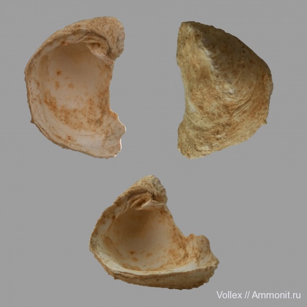 двустворки, двустворчатые моллюски, Chama, Днепропетровск, Рыбальский карьер, мандрыковские слои, верхний эоцен, приабон, Upper Eocene