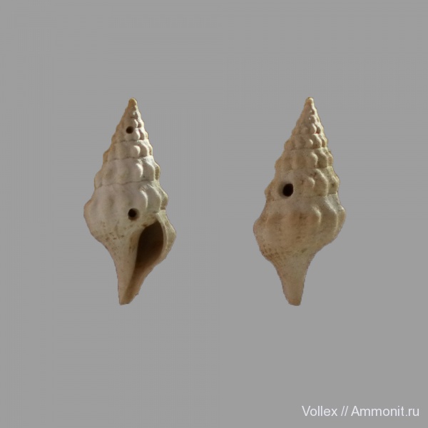 Днепропетровск, Рыбальский карьер, мандрыковские слои, верхний эоцен, приабон, сверления, Upper Eocene