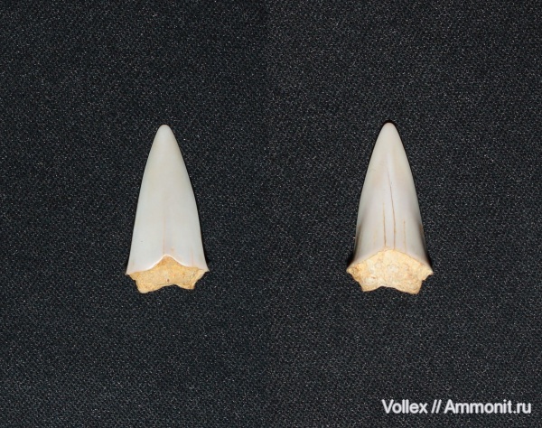 зубы акул, Днепропетровск, Рыбальский карьер, мандрыковские слои, верхний эоцен, Lamniformes, приабон, Upper Eocene, shark teeth