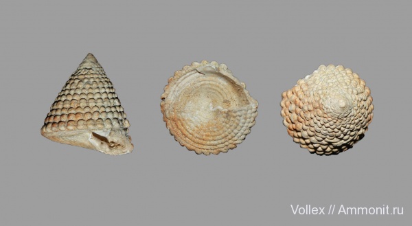 Днепропетровск, Рыбальский карьер, мандрыковские слои, верхний эоцен, приабон, Trochidae, Trochus, Upper Eocene