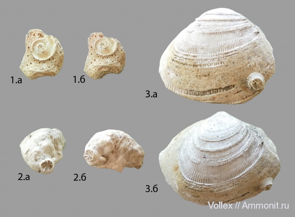 Chama, Днепропетровск, Рыбальский карьер, мандрыковские слои, верхний эоцен, приабон, Montipora, Upper Eocene
