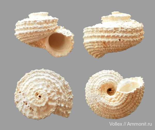 Днепропетровск, Рыбальский карьер, мандрыковские слои, верхний эоцен, приабон, Angaria, Angaria astraeformis, Upper Eocene