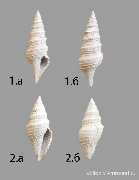 Днепропетровск, Рыбальский карьер, мандрыковские слои, верхний эоцен, приабон, Upper Eocene