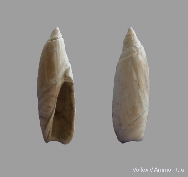 Днепропетровск, Рыбальский карьер, мандрыковские слои, верхний эоцен, приабон, Ancillaria, Ancillaria canalis, Upper Eocene