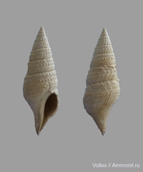 Днепропетровск, Рыбальский карьер, мандрыковские слои, верхний эоцен, приабон, Upper Eocene